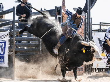 bull riding